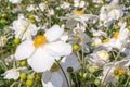 Anemone hybrida honorine jobert flowers.