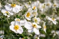 Anemone hybrida honorine jobert flowers. Royalty Free Stock Photo