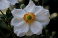 Anemone hybrida 'Honorine Jobert'