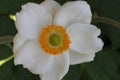 Anemone hybrida 'Honorine Jobert'