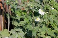 Anemone hybrida 'Honorine Jobert'
