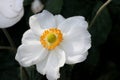 Anemone hybrida 'Honorine Jobert'