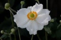 Anemone hybrida 'Honorine Jobert'