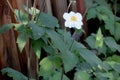 Anemone hybrida 'Honorine Jobert,