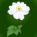 Anemone japonica flower