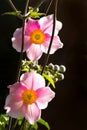 Anemone japonica or Japanese anemone flowers