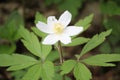 Closeup photo with anemone flower seen in forest in Lellingen, Luxembourg