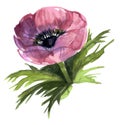 Anemone lover. Botanical animone. Vintage Lilac art watercolor wedding blossom anemones .