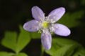 Anemone lyallii Royalty Free Stock Photo