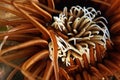 Anemone Macro