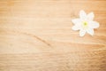 Anemone memorization white blossom