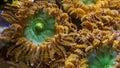 Anemone mushroom seawater close up Royalty Free Stock Photo