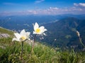 Anemone narcissiflora Royalty Free Stock Photo