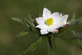 Anemone narcissiflora flower Royalty Free Stock Photo
