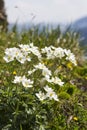 Anemone narcissiflora flowers Royalty Free Stock Photo