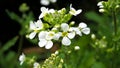 Anemone Narcissiflora, Mountain Flower Royalty Free Stock Photo