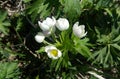 Anemone narcissiflora Royalty Free Stock Photo