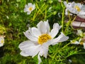 Anemone need moist and well drained soil