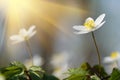 Anemone nemerosa, macro of a beautiful spring forest flower. Wood anemone Anemone nemorosa flower with soft focus. Royalty Free Stock Photo
