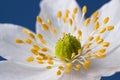 Anemone nemorosa Royalty Free Stock Photo