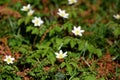 Anemone nemorosa blooms, little white springflowers Royalty Free Stock Photo