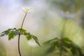 Anemone Nemorosa, bringer of Spring.