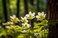 Anemone nemorosa, wood anemone, wood anemone, windflower