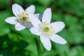 Anemone nemorosa