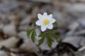 Anemone nemorosa Royalty Free Stock Photo