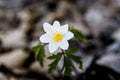 Anemone nemorosa Royalty Free Stock Photo