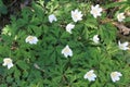 Anemone Nemorosa - Wood anemone one of the first flowers of Spring Royalty Free Stock Photo