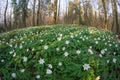 Anemone nemorosa flower in the forest in the sunny day.