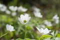 Anemone nemorosa flower with selsctive focus