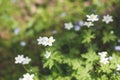 Anemone nemorosa flowers in the forest in a sunny day. Wild anemone, windflowers, thimbleweed Royalty Free Stock Photo