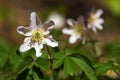 Anemone nemorosa in forest