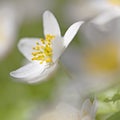 Anemone Nemorosa Royalty Free Stock Photo