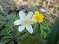 Anemone nemorosa with anemone ranunculoides