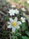 Anemone nemorosa - spring flower