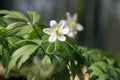 Anemone nemorosa spring flowers, wood anemones in bloom