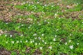 Anemone nemorosa white spring wood forest flower background Royalty Free Stock Photo