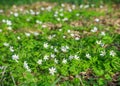 Anemone nemorosa white spring wood forest flower background Royalty Free Stock Photo