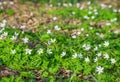 Anemone nemorosa white spring wood forest flower background Royalty Free Stock Photo