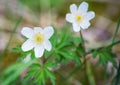 Anemone nemorosa white spring wood forest flower Royalty Free Stock Photo