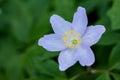 Anemone nemorosa, windflower, Anemone nemorosa, light violet and fragile