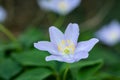 Anemone nemorosa, windflower, Anemone nemorosa, light violet and fragile