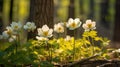 Anemone nemorosa, wood anemone, windflower