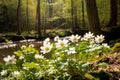 Anemone nemorosa, windflower