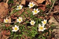 Anemone nemorosa