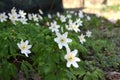 Anemone nemorosa - Zawilec gajowy - Wood anemone