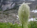 Anemone Occidentalis Western Pasque Flower